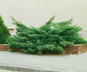 Juniperus pfitzeriana Mint Julep 15- 20 cm