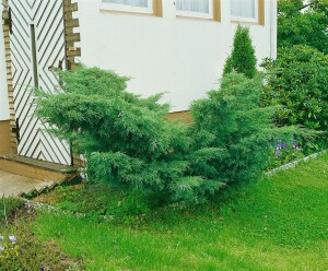 Juniperus pfitzeriana Mint Julep 15- 20 cm