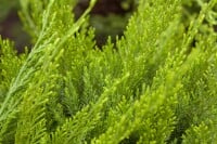 Juniperus pfitzeriana Mint Julep 15- 20 cm