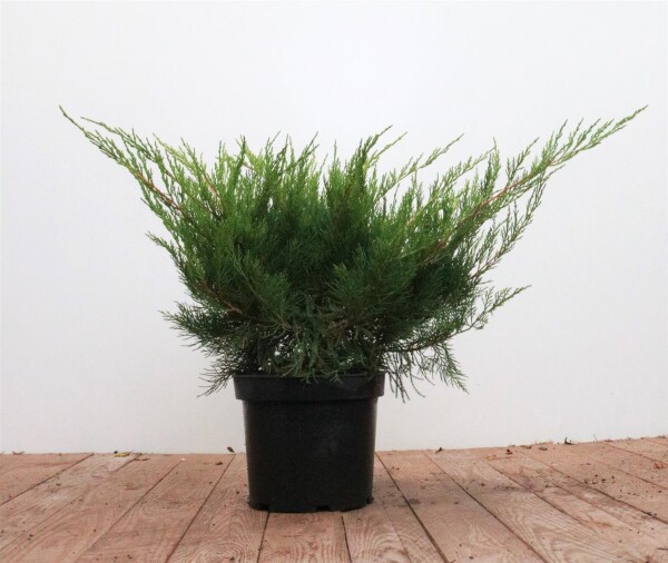 Juniperus pfitzeriana Mint Julep 30- 40 cm