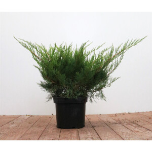 Juniperus pfitzeriana Mint Julep 30- 40 cm