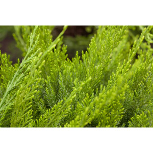 Juniperus pfitzeriana Mint Julep 5L 30-  40