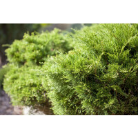 Juniperus pfitzeriana Mint Julep 5L 30-  40