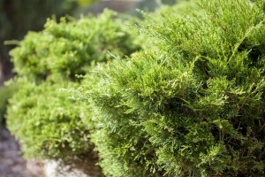 Juniperus pfitzeriana Mint Julep 4L 40-  50