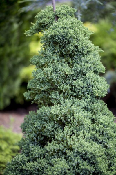 Juniperus procumbens Nana 2L 15-  20