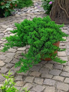 Juniperus procumbens Nana 2L 15-  20