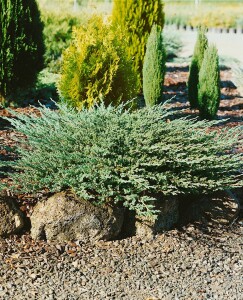 Juniperus procumbens Nana 2L 15-  20