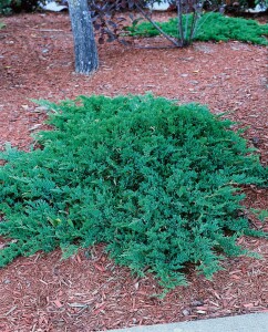 Juniperus procumbens Nana 2L 15-  20