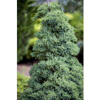 Juniperus procumbens Nana 2L 15-  20