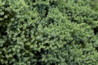 Juniperus procumbens Nana 2L 15-  20