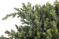 Juniperus procumbens Nana 2L 15-  20