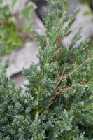 Juniperus procumbens Nana 2L 15-  20