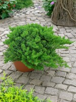 Juniperus procumbens Nana 2L 15-  20