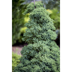 Juniperus procumbens Nana 25- 30 cm