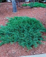 Juniperus procumbens Nana 25- 30 cm