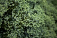 Juniperus procumbens Nana 25- 30 cm