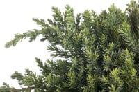 Juniperus procumbens Nana 25- 30 cm