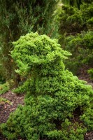 Juniperus procumbens Nana 25- 30 cm