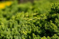 Juniperus procumbens Nana 25- 30 cm