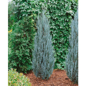 Juniperus scopulorum Blue Arrow C 7 60-  80