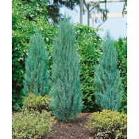 Juniperus scopulorum Blue Arrow C 7 60-  80