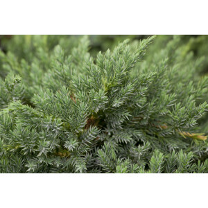 Juniperus squamata Blue Carpet 1L 15-  20