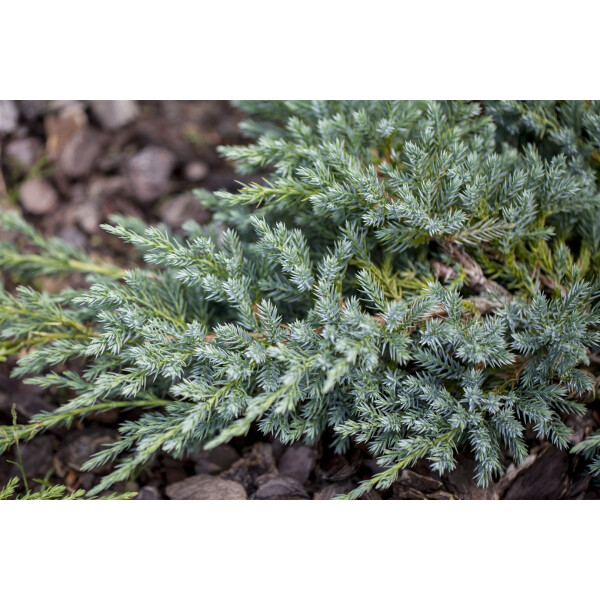 Juniperus squamata Blue Swede 2L 25-  30