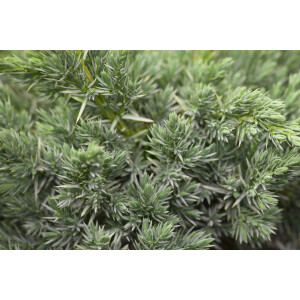 Juniperus squamata Meyeri C 2 20-  30