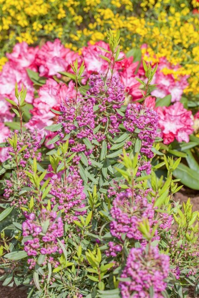 Kalmia angustifolia Rubra 3L 30-  40