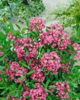 Kalmia angustifolia Rubra 3L 30-  40