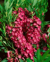 Kalmia angustifolia Rubra 3L 30-  40