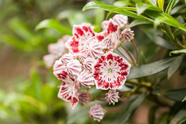 Kalmia latifolia Bandeau 20- 30 cm