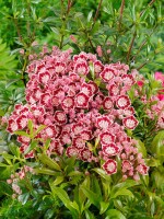 Kalmia latifolia Bandeau 20- 30 cm