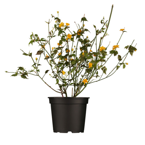 Kerria japonica Pleniflora 3L 40-  60
