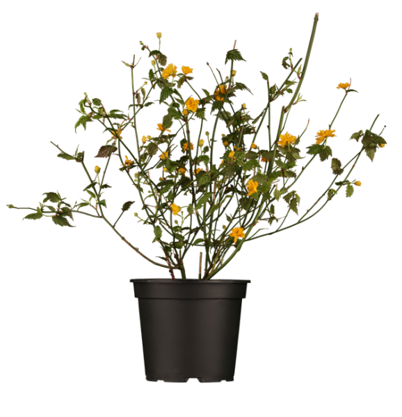 Kerria japonica Pleniflora 3L 40-  60