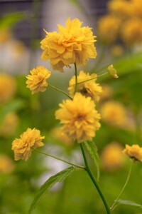 Kerria japonica Pleniflora 3L 40-  60