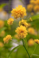 Kerria japonica Pleniflora 3L 40-  60