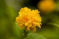 Kerria japonica Pleniflora 3L 40-  60