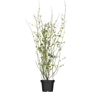 Kerria japonica Pleniflora 5L 60- 100