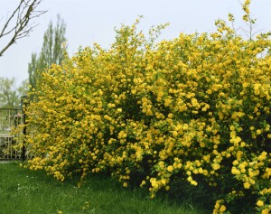 Kerria japonica Pleniflora 60- 100 cm