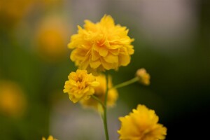 Kerria japonica Pleniflora 60- 100 cm