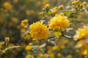 Kerria japonica Pleniflora 60- 100 cm