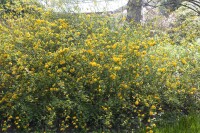 Kerria japonica Pleniflora 60- 100 cm