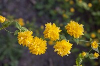 Kerria japonica Pleniflora 60- 100 cm