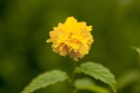 Kerria japonica Pleniflora 60- 100 cm