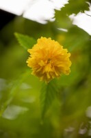 Kerria japonica Pleniflora 60- 100 cm