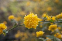 Kerria japonica Pleniflora 60- 100 cm