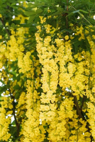 Laburnum watereri Vossii 5 L 60- 100