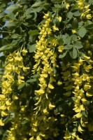 Laburnum watereri Vossii 5 L 60- 100