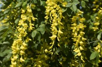 Laburnum watereri Vossii 5 L 60- 100